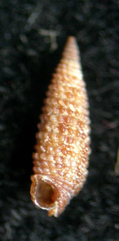 Pogonodos pseudocanaricus